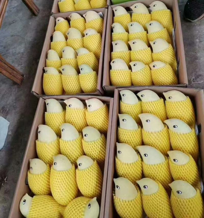 鹰嘴芒果老品种芒果金黄芒盛德龙