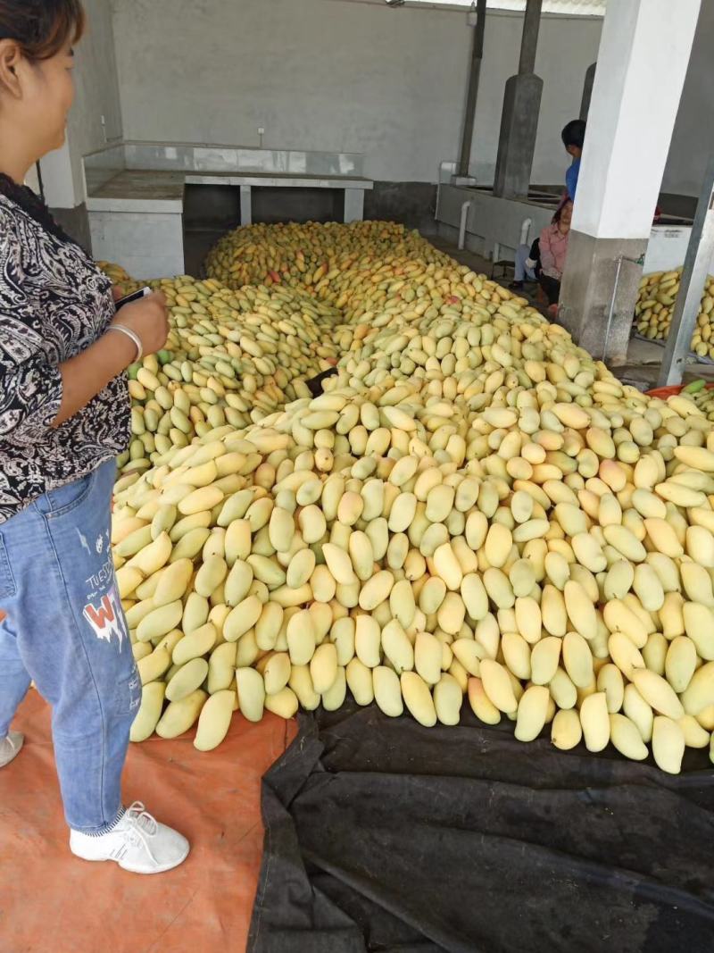 鹰嘴芒果老品种芒果金黄芒盛德龙