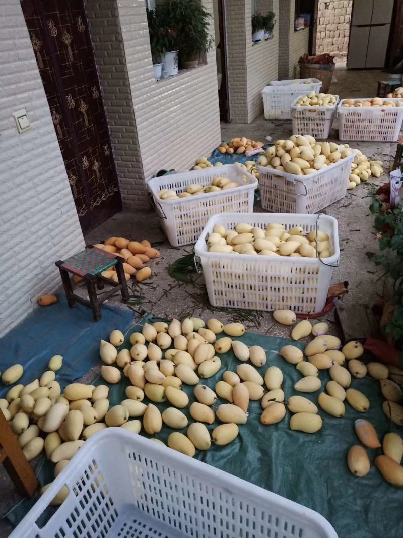 鹰嘴芒果老品种芒果金黄芒盛德龙