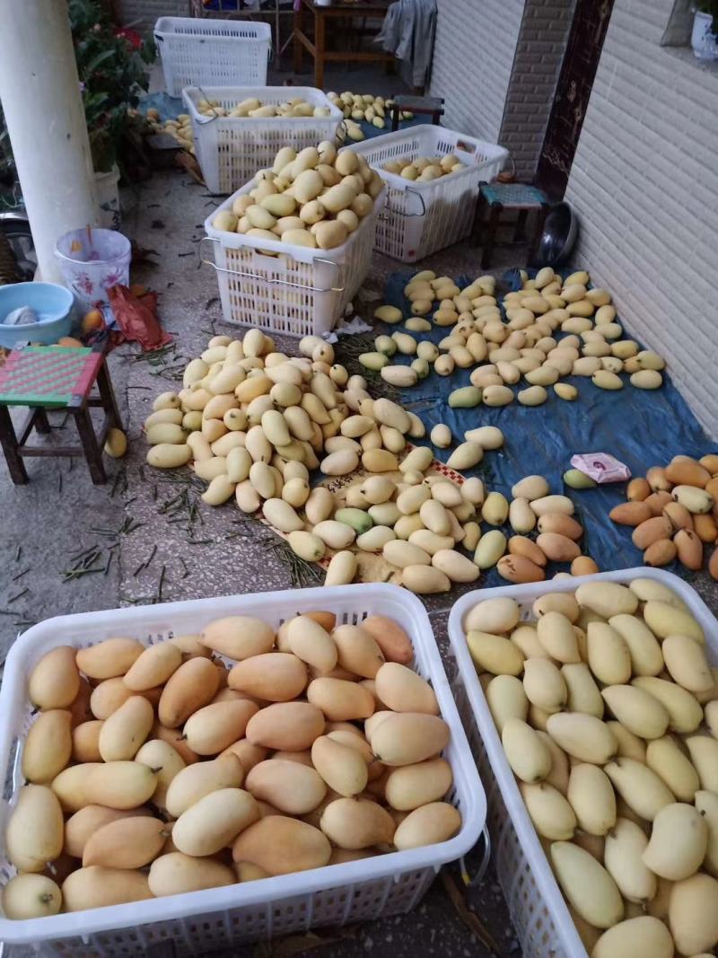 鹰嘴芒果老品种芒果金黄芒盛德龙