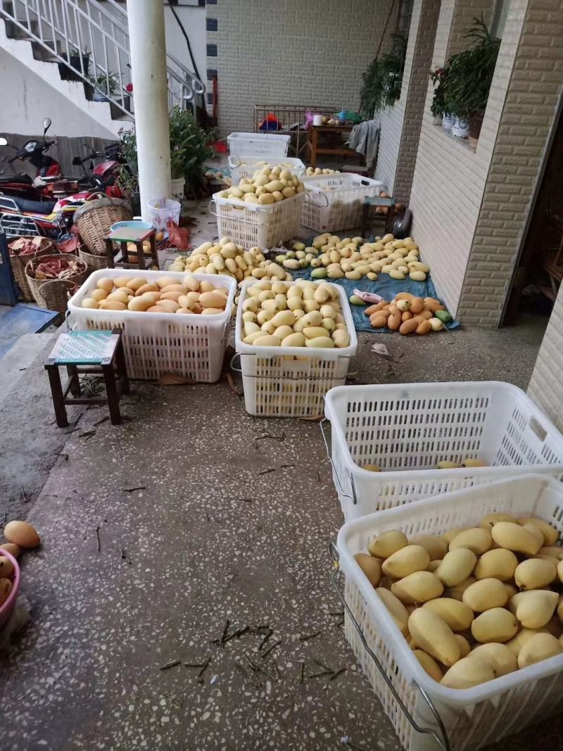 鹰嘴芒果老品种芒果金黄芒盛德龙