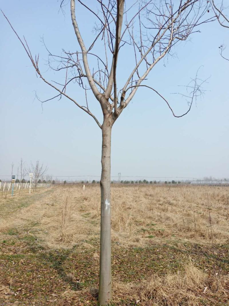 出售13公栾树精品各种规格栾树市场低价14公分15公分