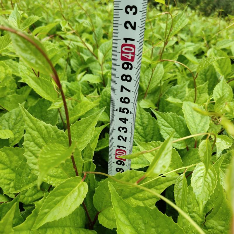 【精选】五味子苗五味种苗示范基地，免费技术指导