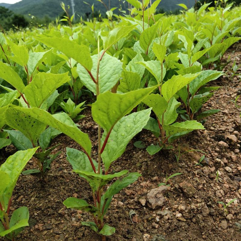 【精选】五味子苗五味种苗示范基地，免费技术指导