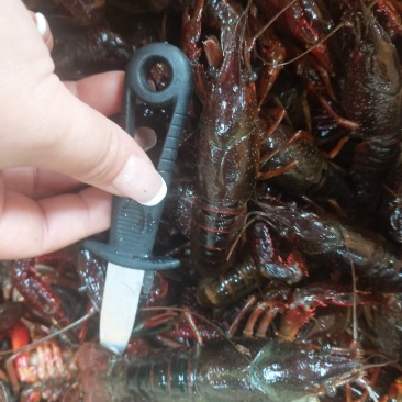 小龙虾（规格虾，质量虾，活力好，肉饱满）