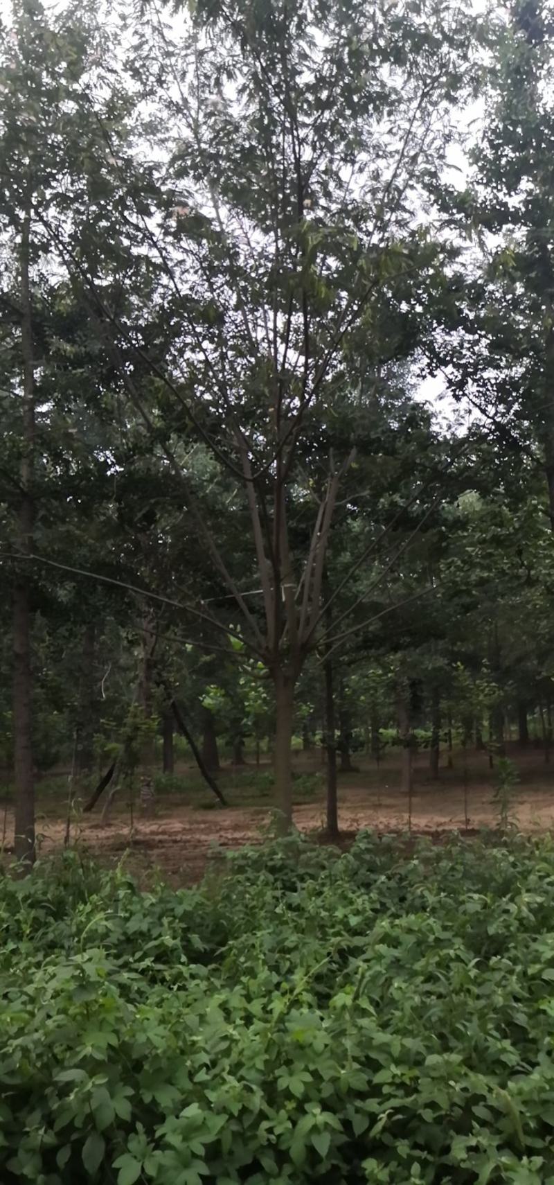 合欢，合欢，合欢，合欢，绒花树，合欢，合欢