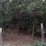 合欢，合欢，合欢，合欢，绒花树，合欢，合欢