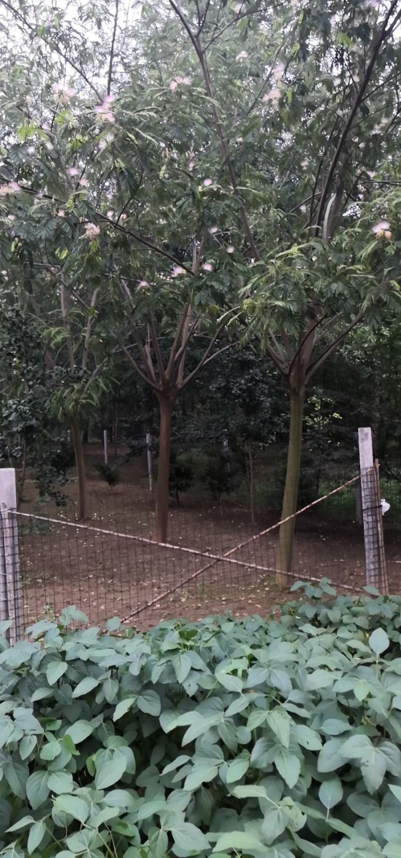 合欢，合欢，合欢，合欢，绒花树，合欢，合欢