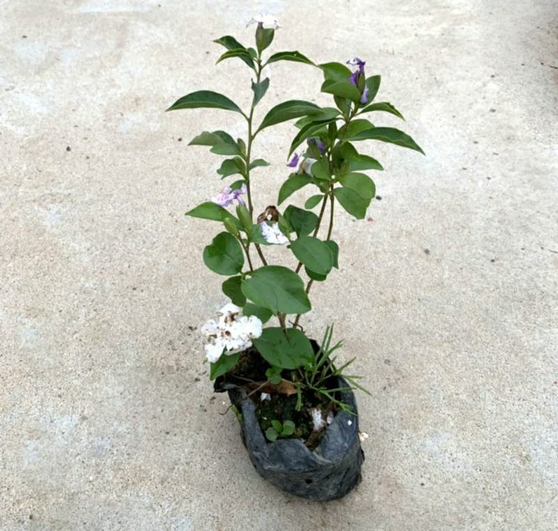 双色茉莉盆栽大苗花卉双色苿莉花香草茉莉花