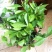 双色茉莉盆栽大苗花卉双色苿莉花香草茉莉花