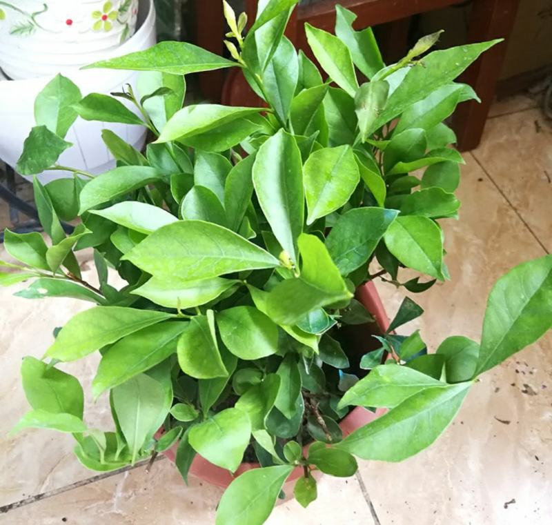 双色茉莉盆栽大苗花卉双色苿莉花香草茉莉花