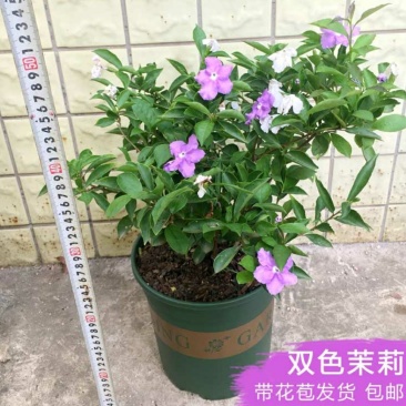 双色茉莉盆栽大苗花卉双色苿莉花香草茉莉花