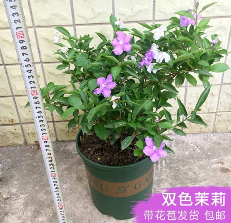 双色茉莉盆栽大苗花卉双色苿莉花香草茉莉花