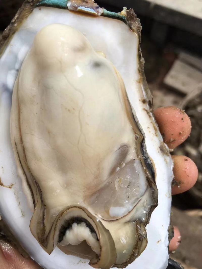 生蚝（泥巴大生蚝，个头可挑选，肉质饱满，肥美，新鲜）