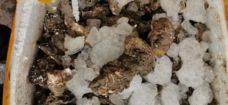 生蚝（泥巴大生蚝，个头可挑选，肉质饱满，肥美，新鲜）