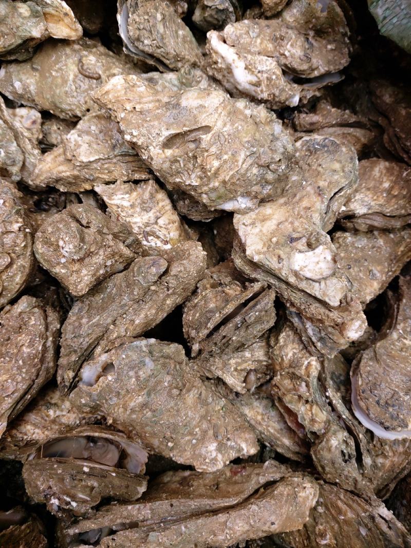 生蚝（泥巴大生蚝，个头可挑选，肉质饱满，肥美，新鲜）