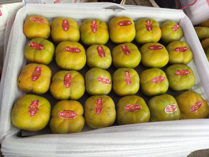 云南甜脆柿子脆柿子甜柿