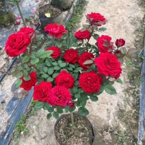 树庄月季大苗小苗