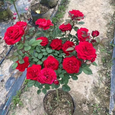 树庄月季大苗小苗