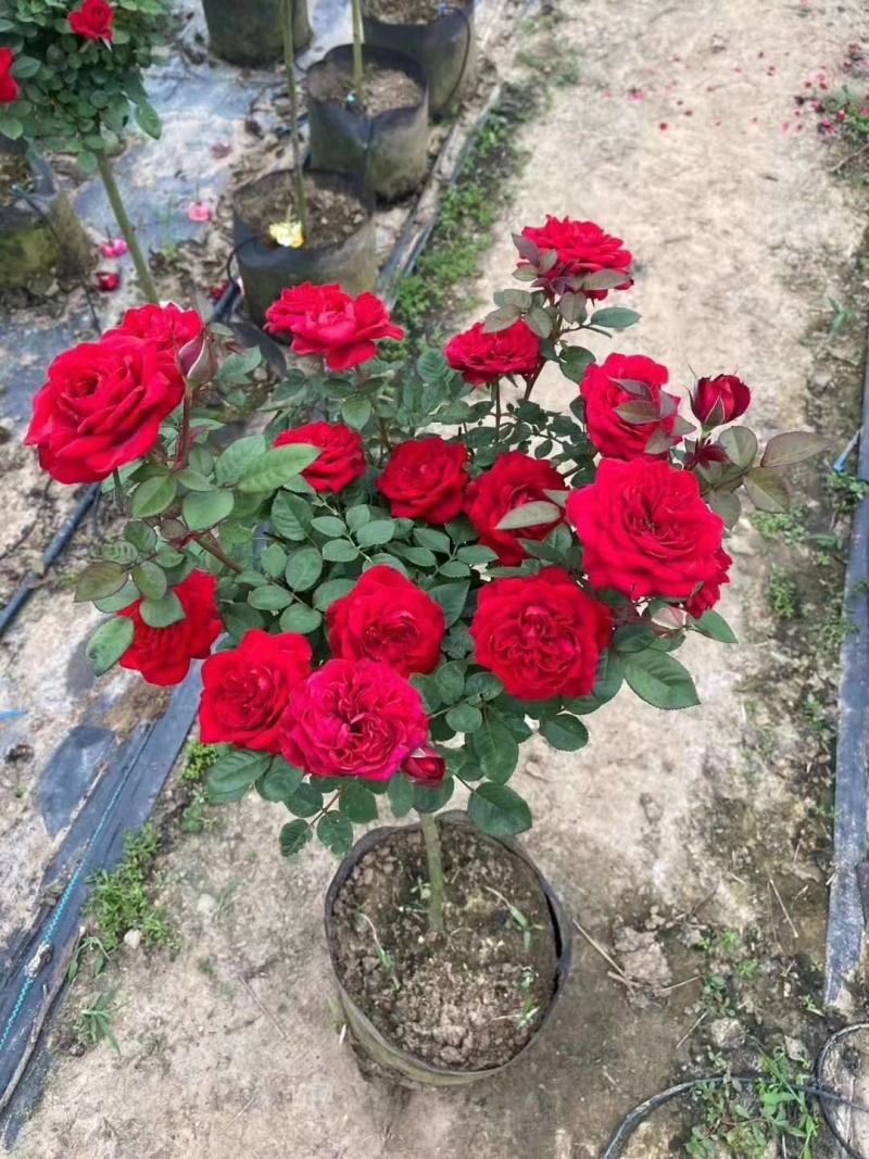 树庄月季大苗小苗