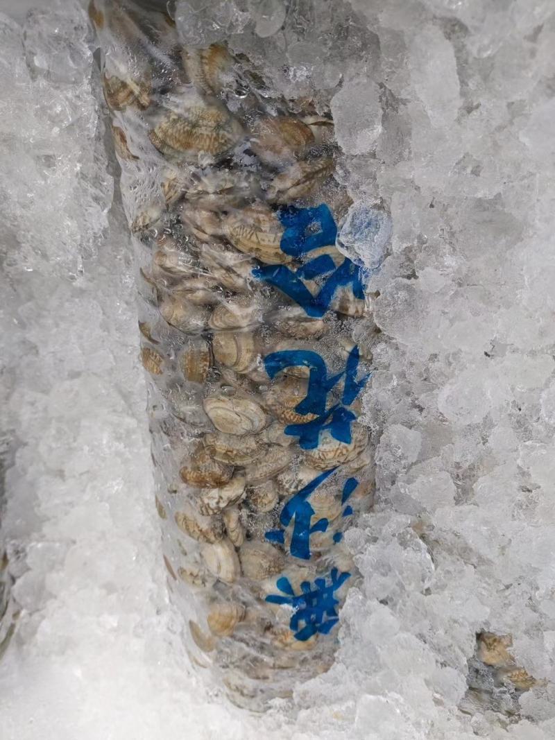 花甲（每日新鲜到货，活力好，价格便宜，大中型号都有）