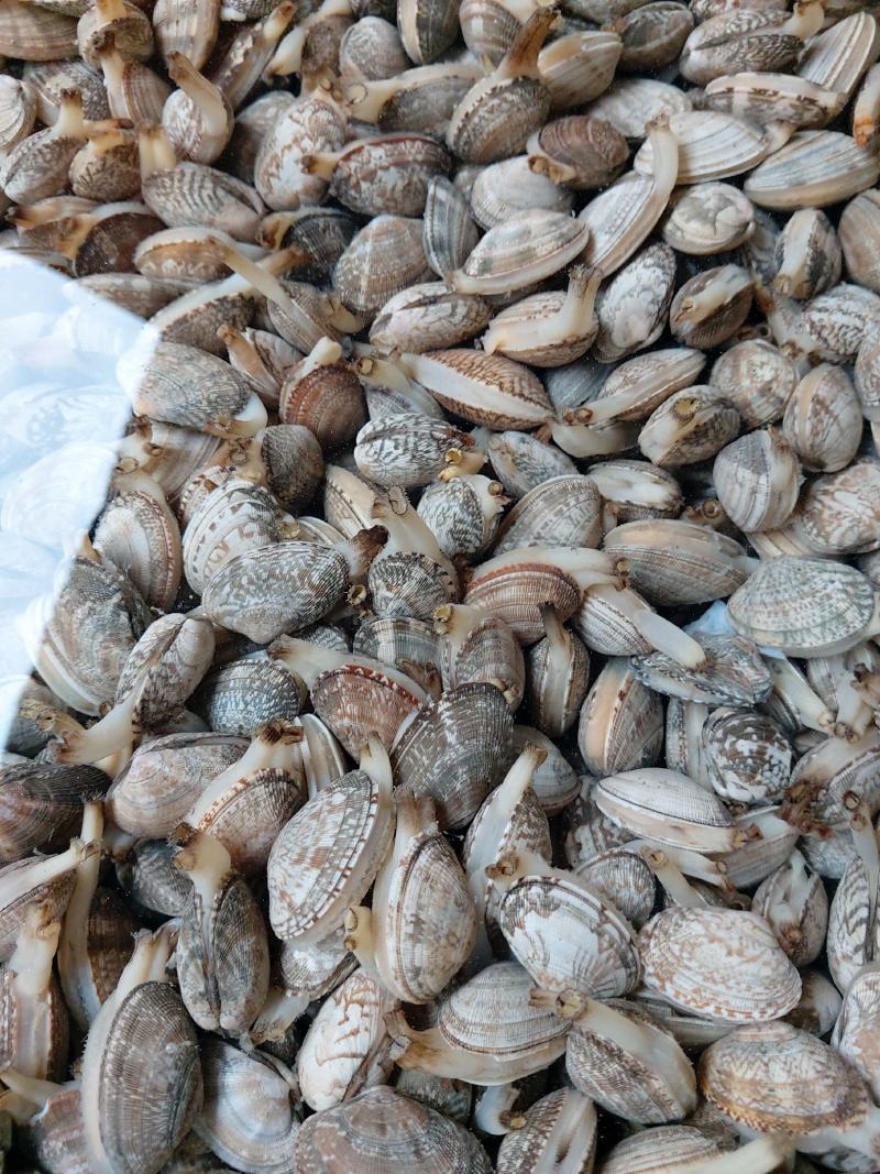 花甲（每日新鲜到货，活力好，价格便宜，大中型号都有）