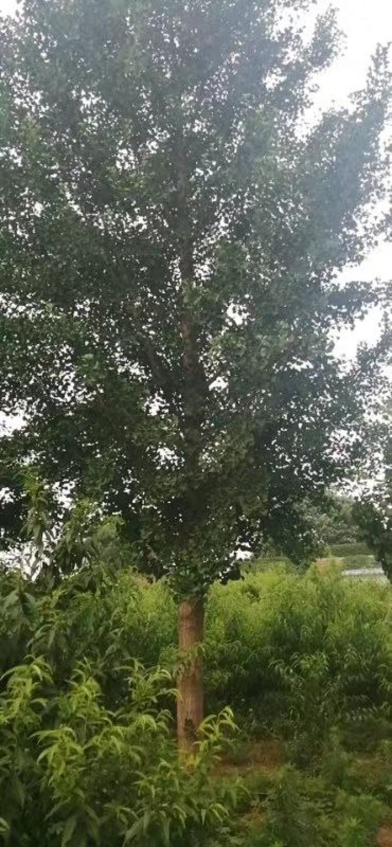 银杏实生树6~8cm4米以上1~2米