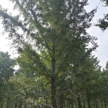 银杏实生树6~8cm4米以上1~2米
