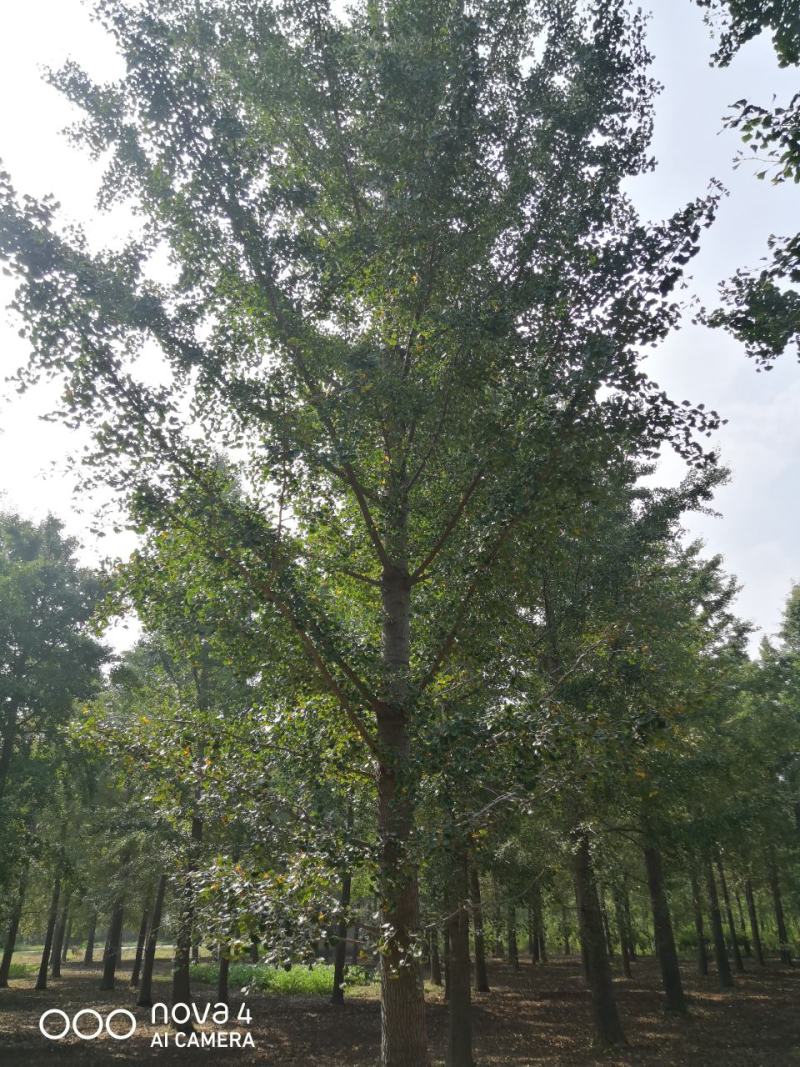 银杏实生树6~8cm4米以上1~2米