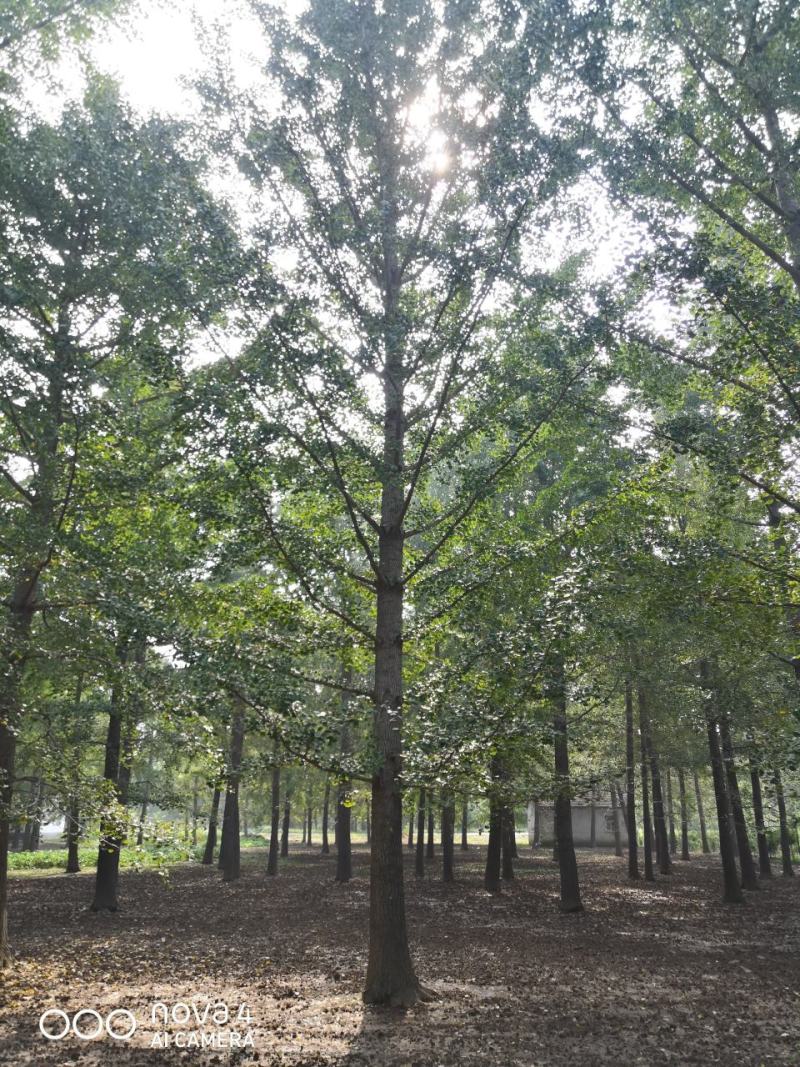 银杏实生树6~8cm4米以上1~2米