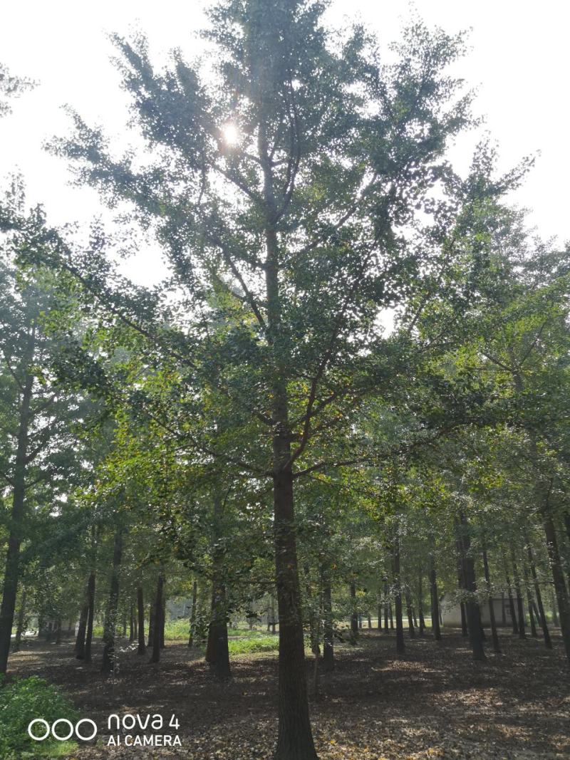 银杏实生树6~8cm4米以上1~2米