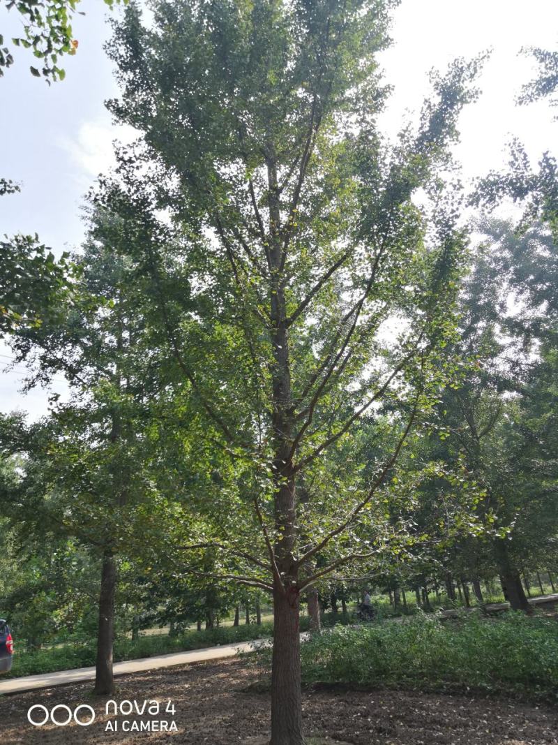 银杏实生树6~8cm4米以上1~2米