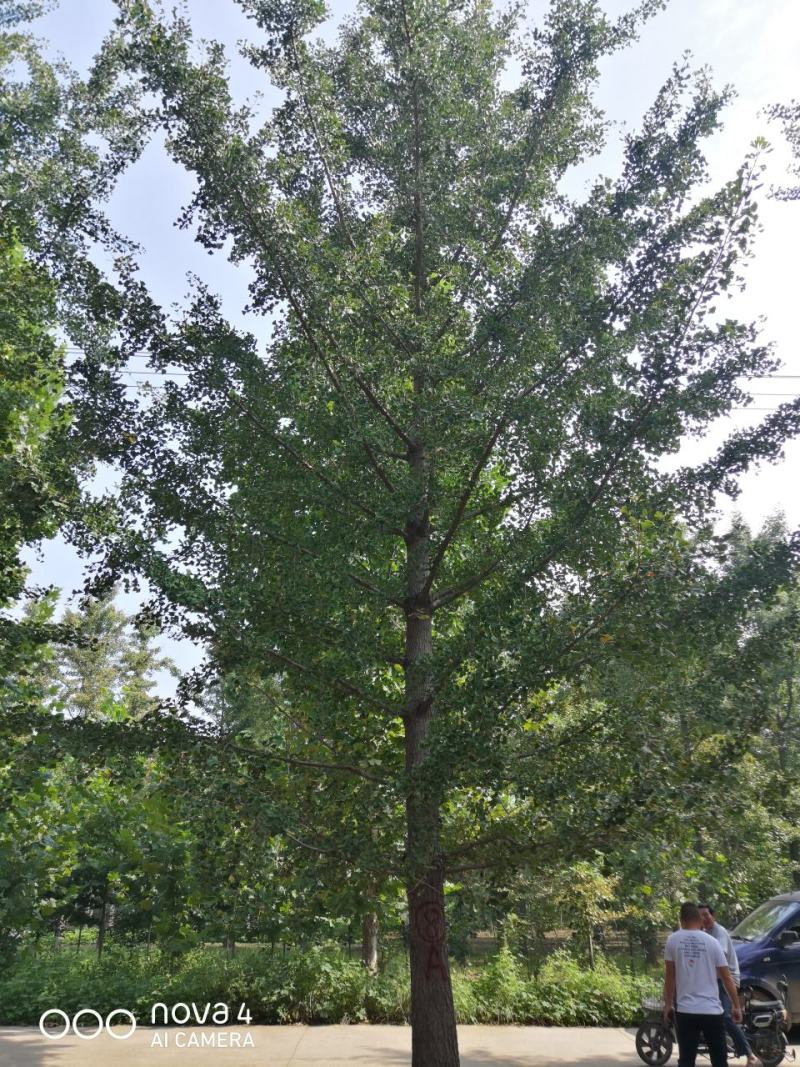 银杏实生树6~8cm4米以上1~2米