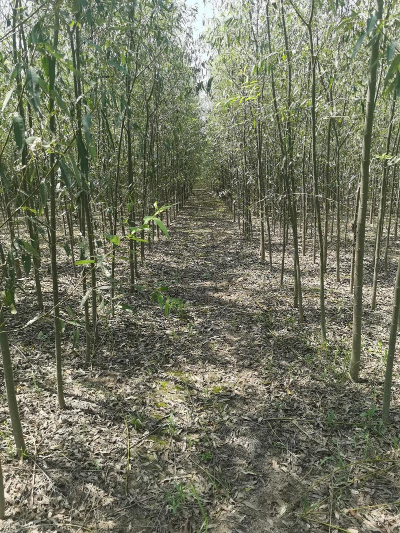 竹柳，竹柳棍，竹柳苗，竹柳段，柳树苗一千亩种苗基地