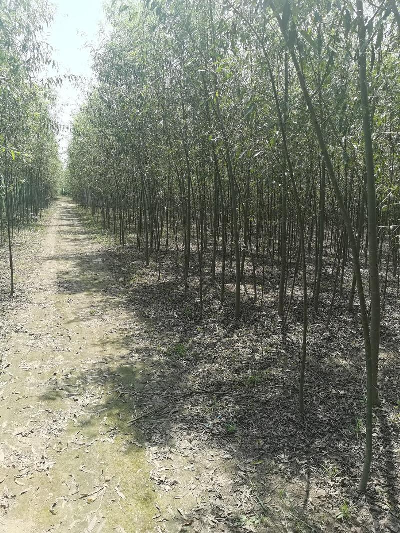 竹柳，竹柳棍，竹柳苗，竹柳段，柳树苗一千亩种苗基地