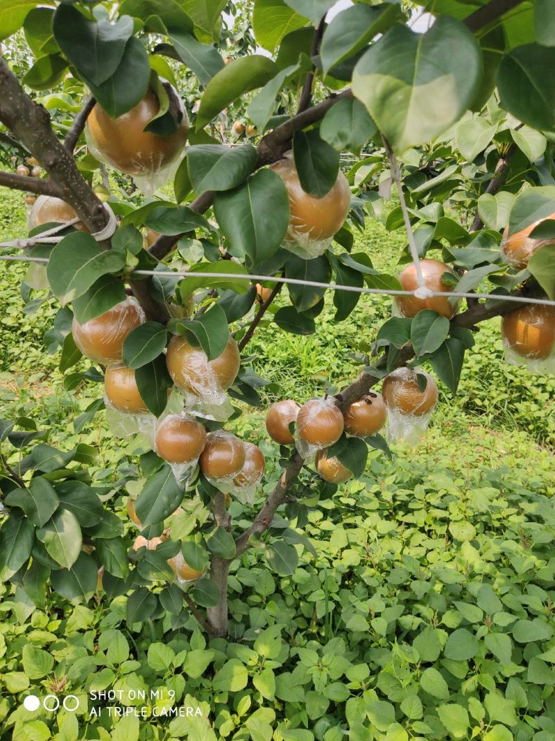 秋月梨，9月份成熟质量好甜度高，无渣水多。