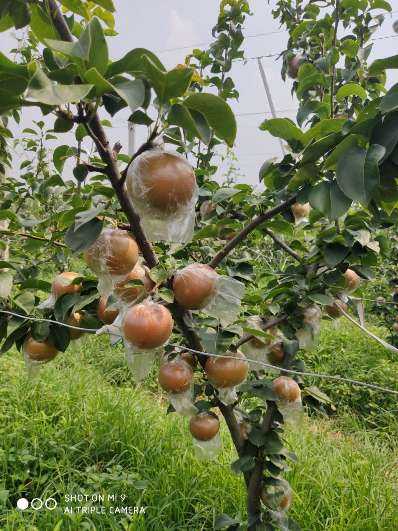 秋月梨，9月份成熟质量好甜度高，无渣水多。