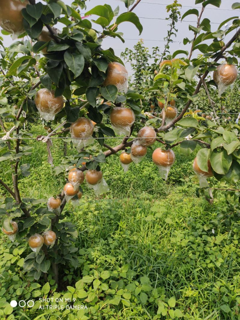 秋月梨，9月份成熟质量好甜度高，无渣水多。