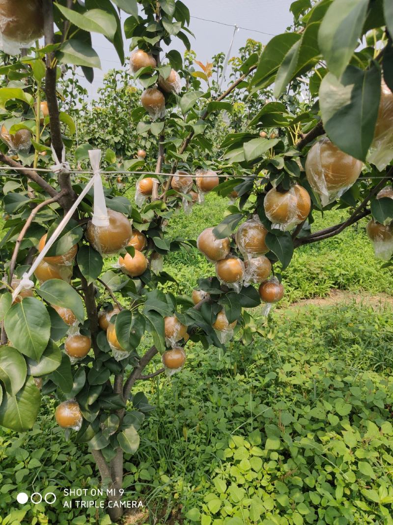 秋月梨，9月份成熟质量好甜度高，无渣水多。