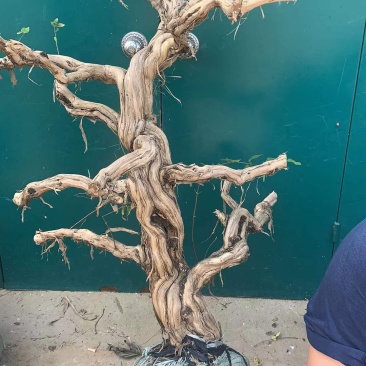 金银花老桩基地直销，盆景老桩