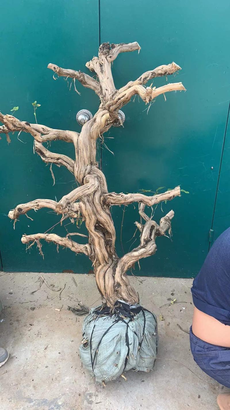 金银花老桩基地直销，盆景老桩