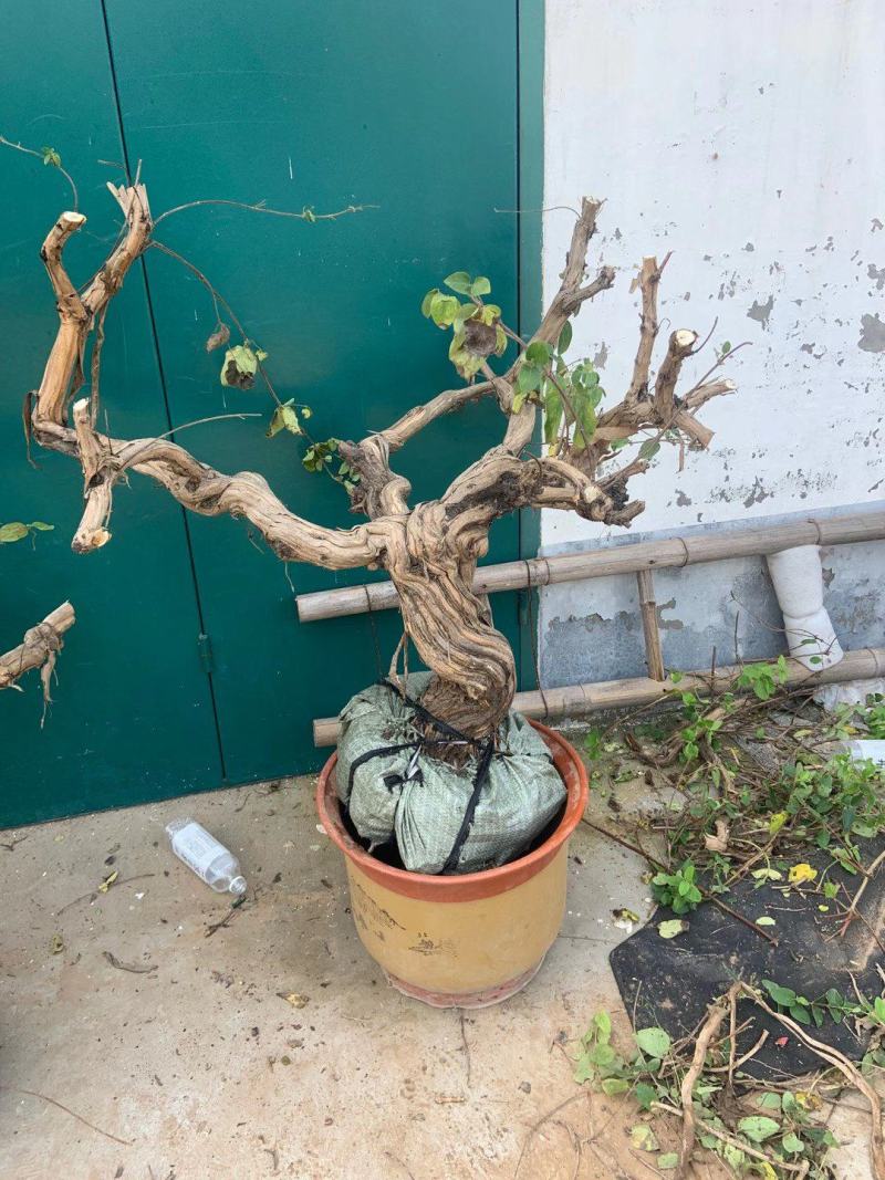 金银花老桩基地直销，盆景老桩