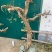 金银花老桩基地直销，盆景老桩
