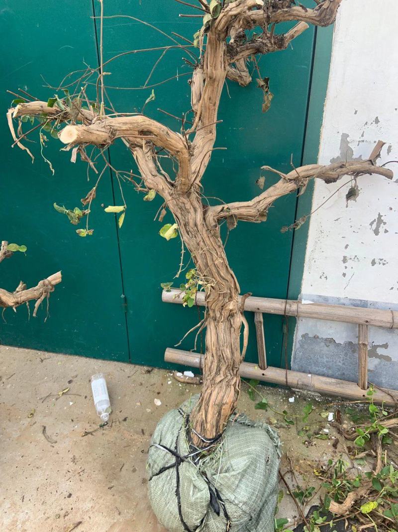金银花老桩基地直销，盆景老桩
