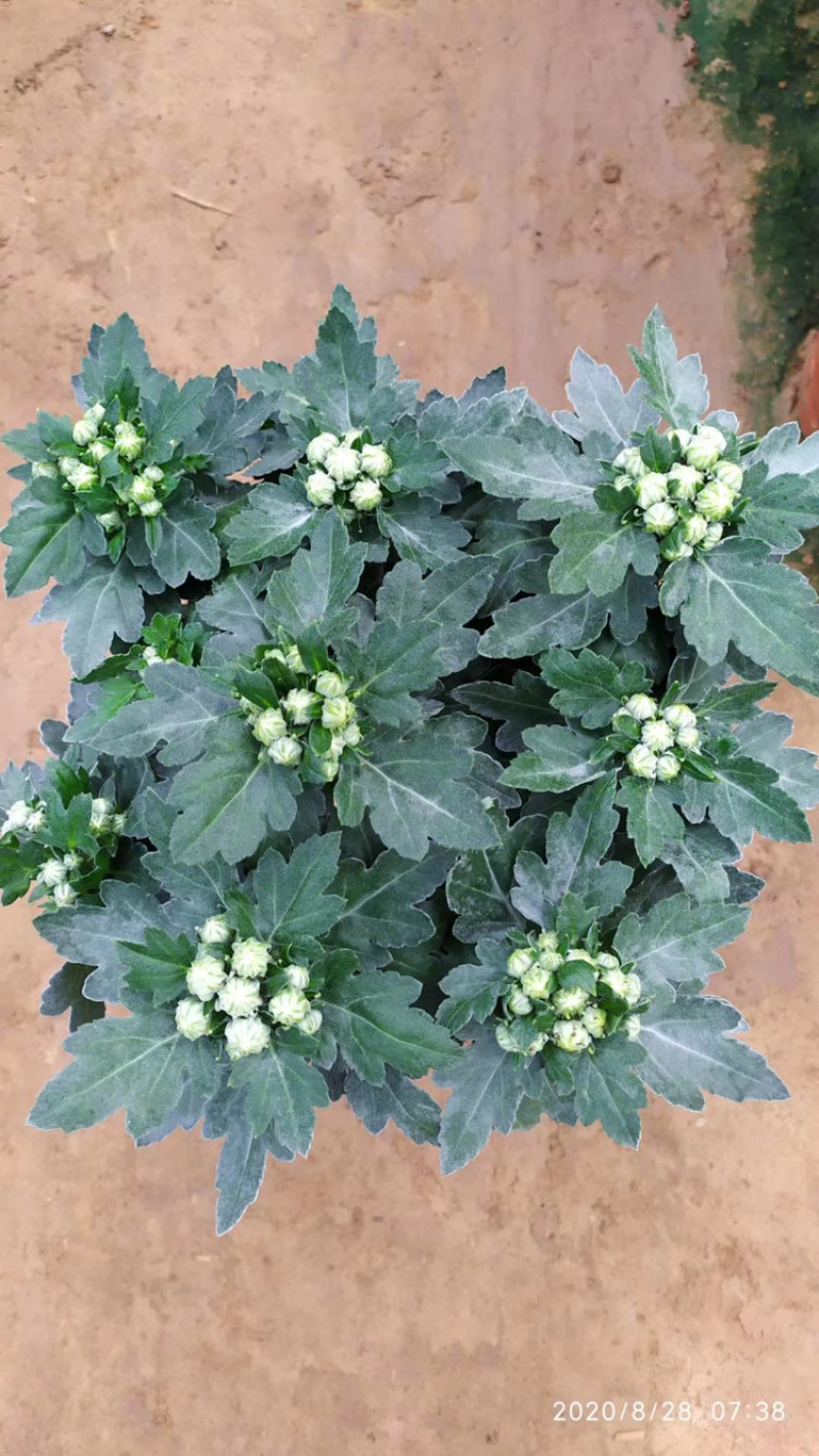 基地盆栽菊花，带盆发货菊花品种齐全批发价格便宜