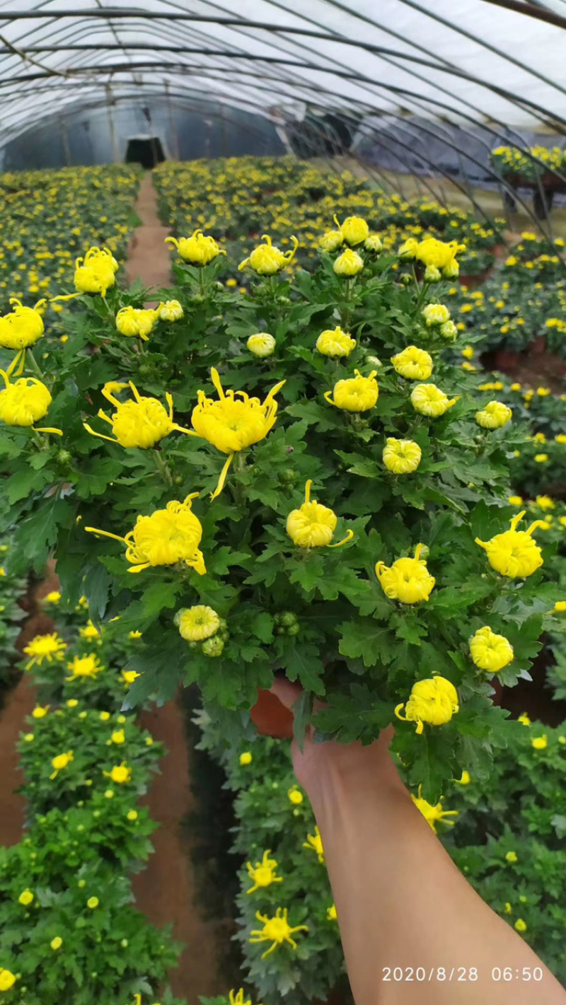 基地盆栽菊花，带盆发货菊花品种齐全批发价格便宜