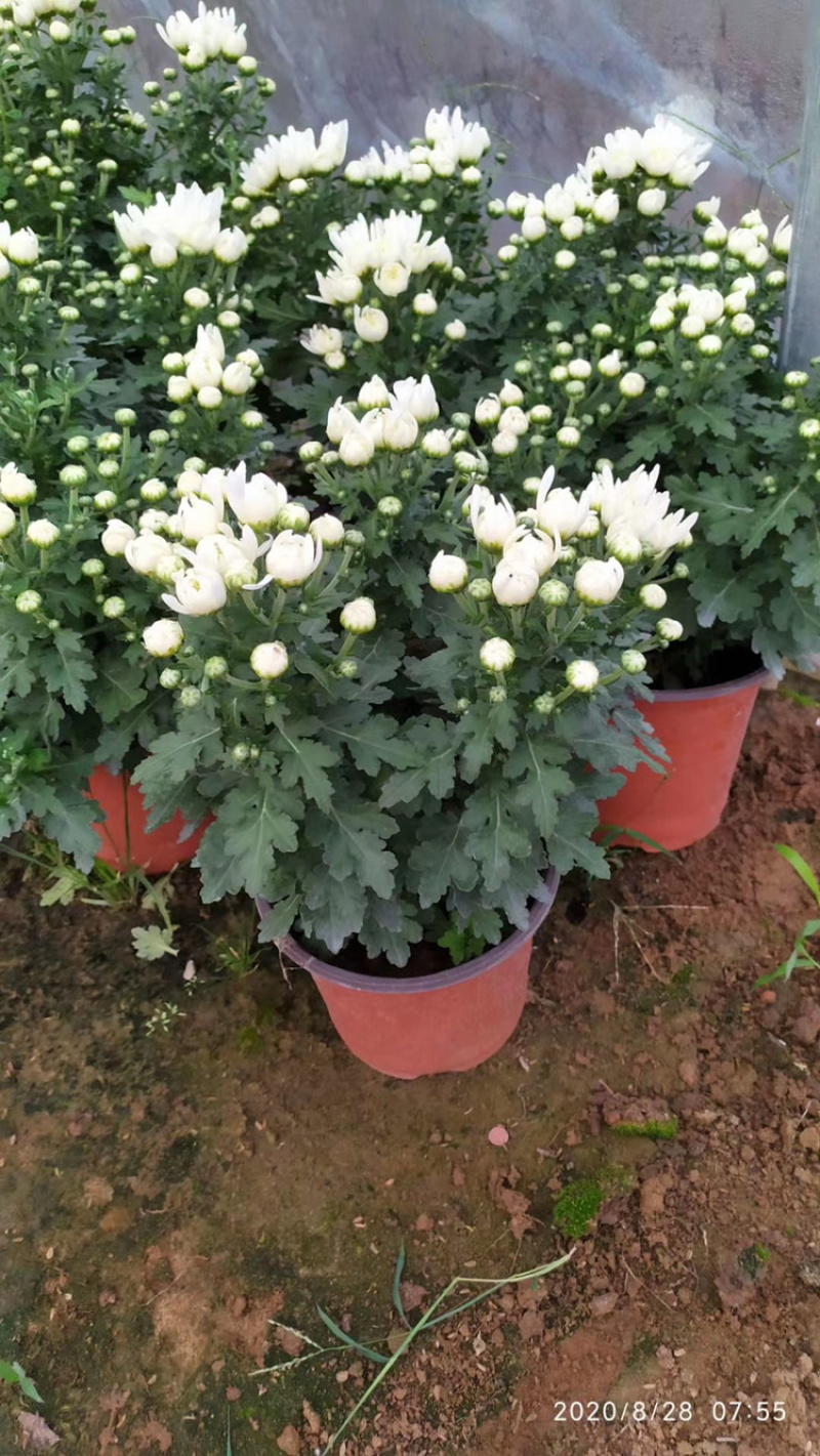 基地盆栽菊花，带盆发货菊花品种齐全批发价格便宜