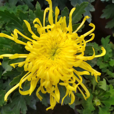 基地盆栽菊花，带盆发货菊花品种齐全批发价格便宜