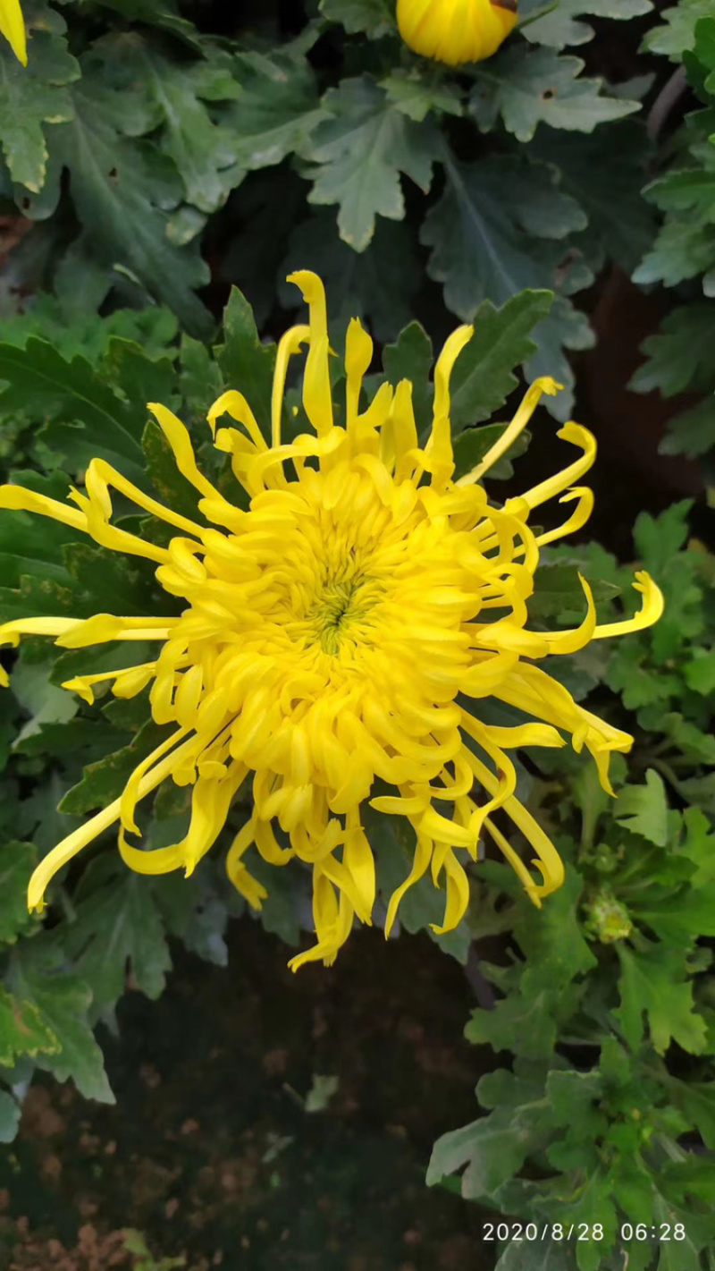 基地盆栽菊花，带盆发货菊花品种齐全批发价格便宜