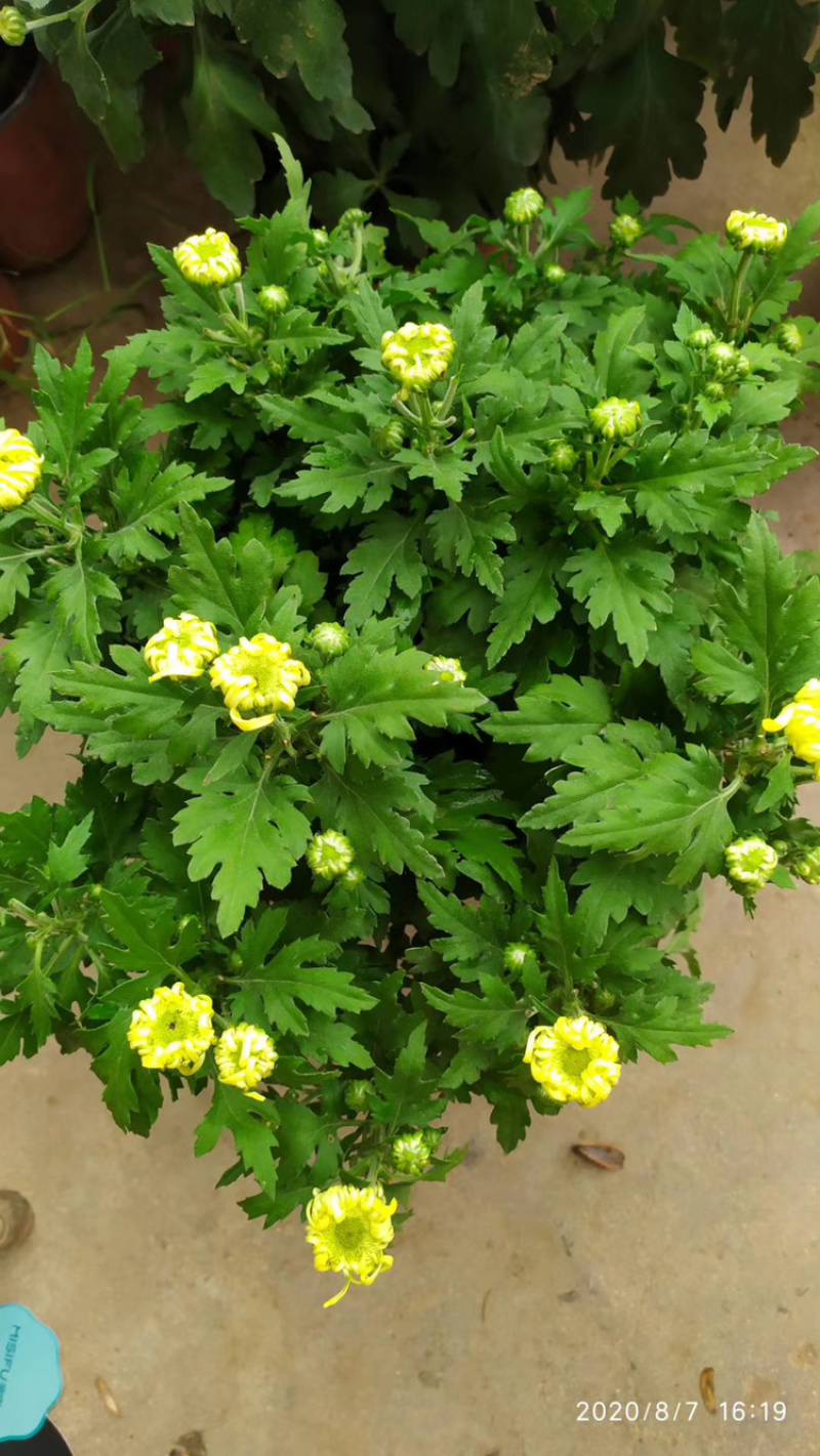 基地盆栽菊花，带盆发货菊花品种齐全批发价格便宜